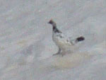 20060506tateyama_2