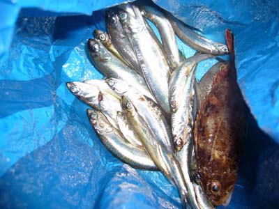 20070722suma1